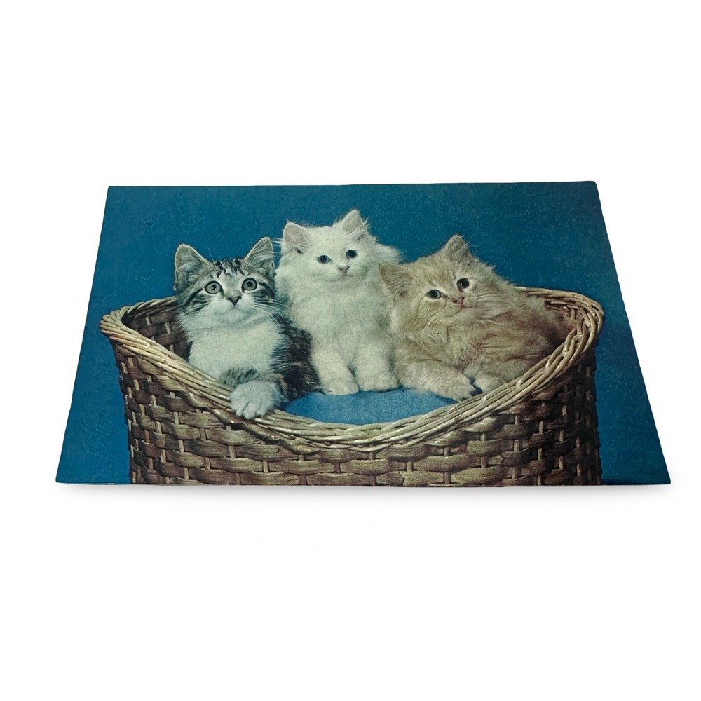 Unused New Vintage Kittens‎ in Basket Postcard Bob Petley Phoenix AZ 1960s